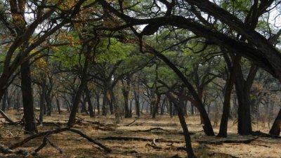 Forest of giraffe-thorn trees next to Somalisa camp