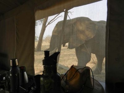 Back in camp for siesta with elephants