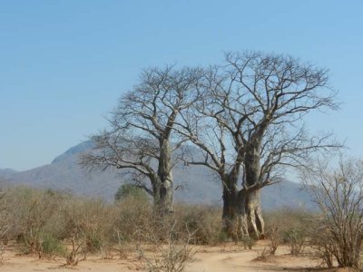 Baobabs against Chirapira mountain