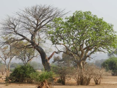 A baobab holding hands with a sausage fruit tree