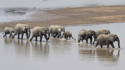 Elephants crossing the Luangwa