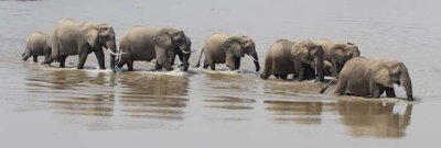 Elephants deep in the Luangwa