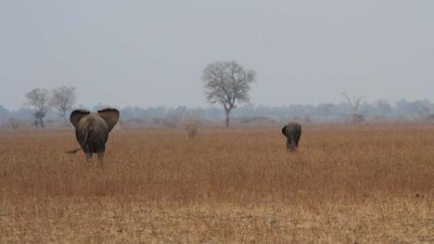Elephants on the plain