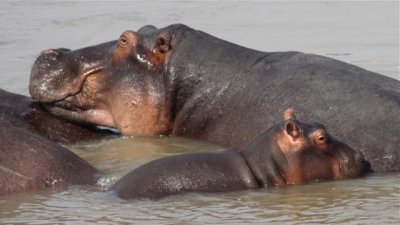 Hippo pile