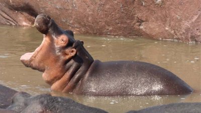 Baby hippo yawn