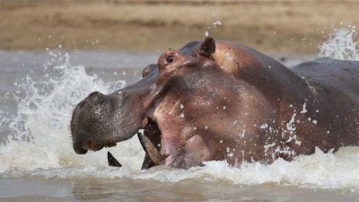 Hippos have large teeth