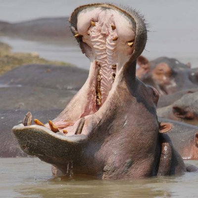 Hippo yawn!
