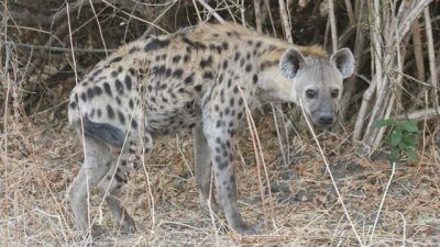 Female hyena (she's big!)