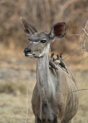 Female kudu with oxpeckers on board