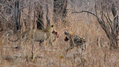 Leopard and hyena tussled over baboon kill