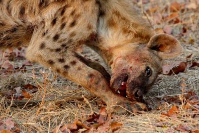 Hyena finishes off the baboon head (ick)