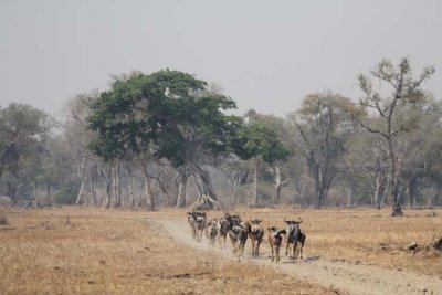 Cookeson's wildebeest on the run