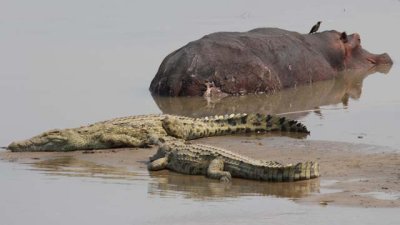 Crocs and hippo