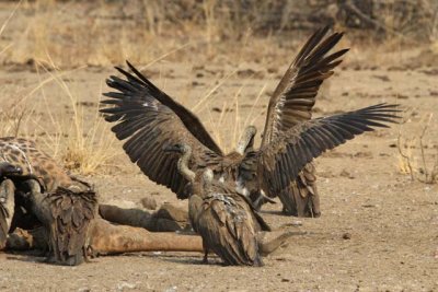 Vultures (on dead giraffe)