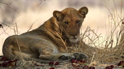 Young male lion at sundowners