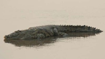 Evil croc