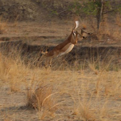 Impala leap incredibly high!