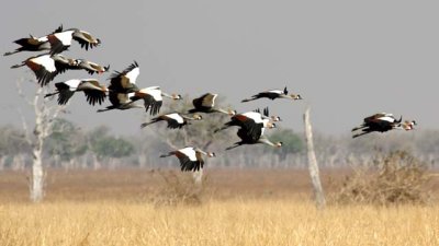 Crowned cranes come in for landing