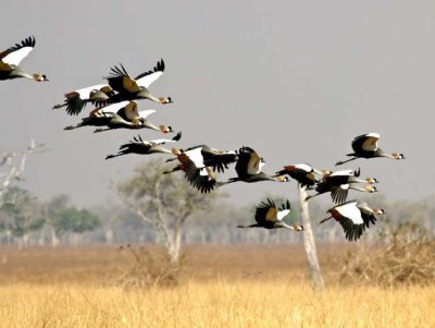 Crowned cranes flying