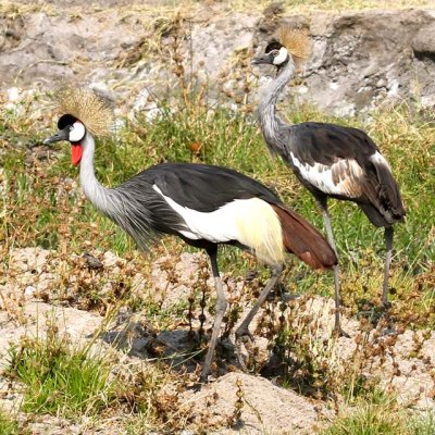 Crowned crane (adult and juvenile)