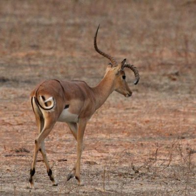 Crazy horned impala