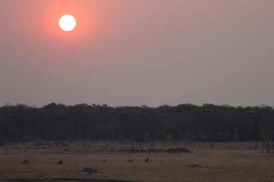 Cheetahs wandering off at sunset