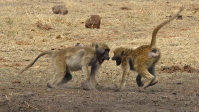 A small baboon argument