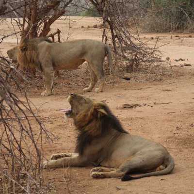 Cyn's favorite game drive experience: lions roaring