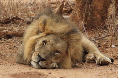 Lion exhausted himself by roaring