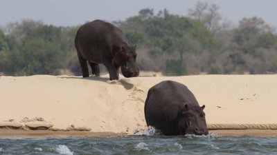 Hippos run to water