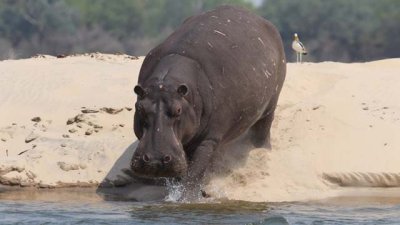 Hippo moving fast