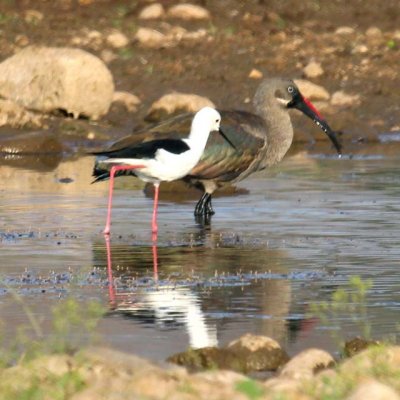 Black-winged stilt and hadeda ibis