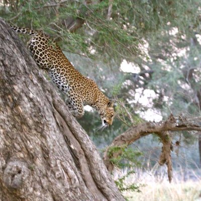 Leopard runs down from tree