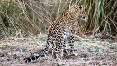 Leopard begins her hunt