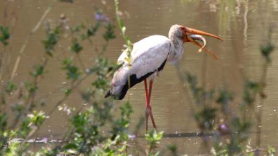 Yellow-billed stork ... with a KILL!