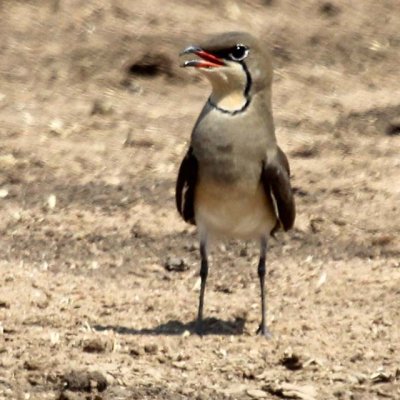 Red-winged pratincole