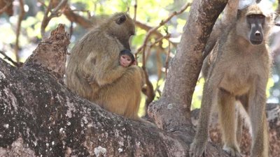 Baboon familiy