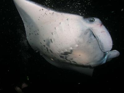 At night, the manta rays arrive
