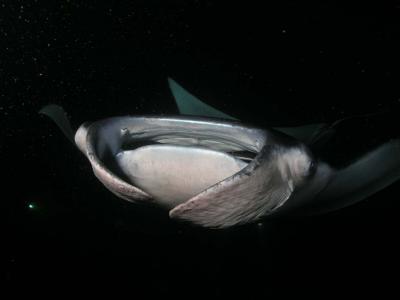 The fins help wave plankton into the mouth (eyes are on the outside edges)