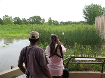 Our first views of the Whooping Crane family