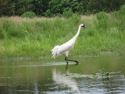 Striding along