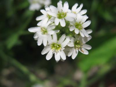 A beautiful native flower