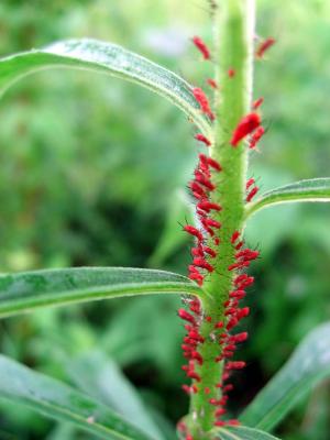 Aphids on a plant in the forest