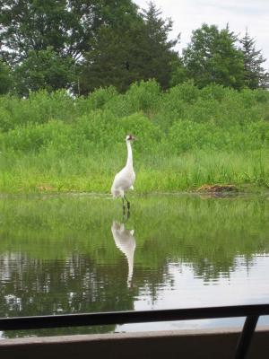 Dad out in the pond again