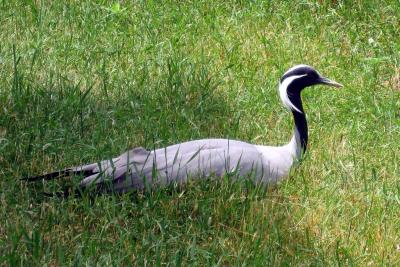 A Demoiselle Crane