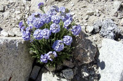 Really cool flowers along the hill of switchbacks