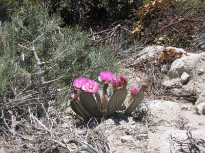 Pretty cacti along the trail