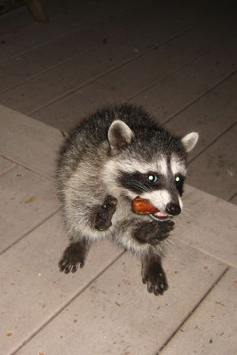 Raccoon family living under our deck