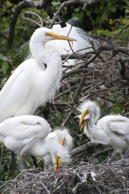 Egret chicks