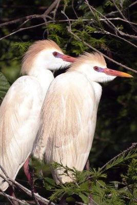 Cattle Egrets
